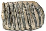 Partial Southern Mammoth Molar - Hungary #357023-1